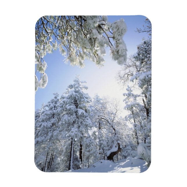 Imán Estados Unidos, California, Bosque Nacional Clevel (Vertical)