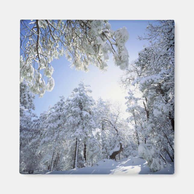 Imán Estados Unidos, California, Bosque Nacional Clevel (Frente)