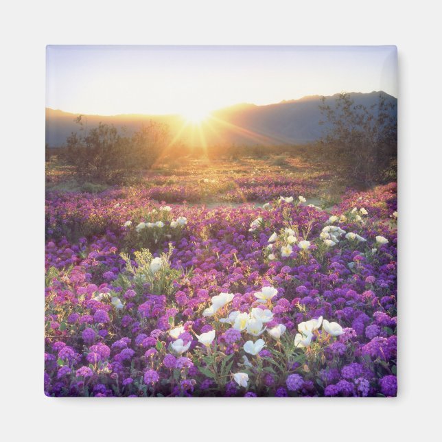 Imán Estados Unidos, California, Parque Estatal del Des (Frente)