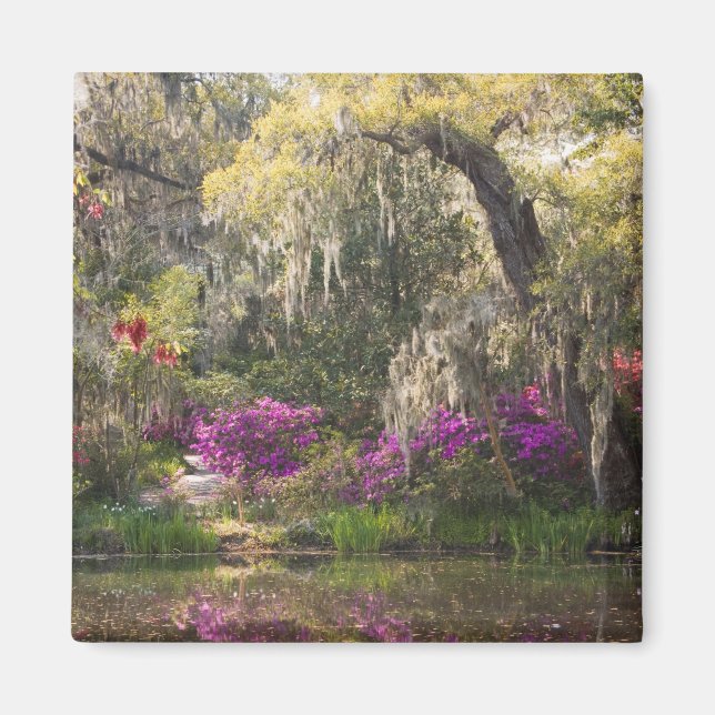 Imán Estados Unidos, Carolina del Sur, Charleston. Árbo (Frente)