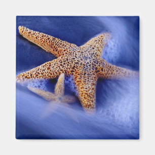 Imán Estados Unidos, Carolina del Sur, isla Hilton Head