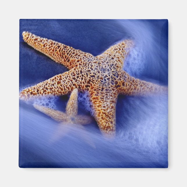 Imán Estados Unidos, Carolina del Sur, isla Hilton Head (Frente)