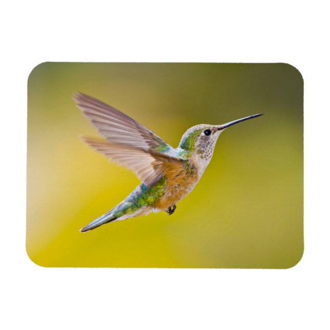 Imán Estados Unidos, Colorado, Condado de la Cumbre, He (Horizontal)