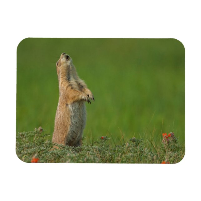 Imán Estados Unidos, Dakota del Sur, Parque Estatal Cus (Horizontal)