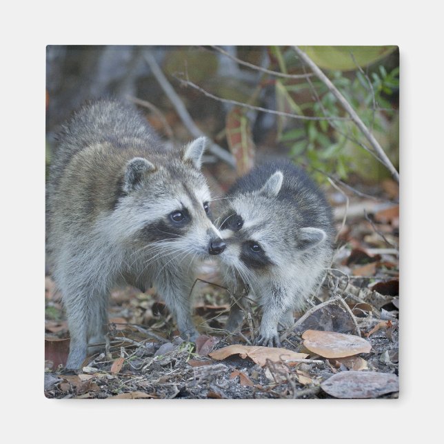 Imán Estados Unidos, Florida, Sanibel, Ding Darling Nat (Frente)