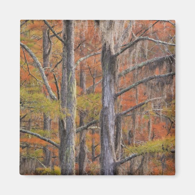 Imán Estados Unidos, Georgia, Parque Estatal George Smi (Frente)