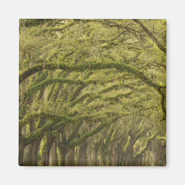 Imán Estados Unidos; Georgia; Savannah. Árboles de enci (Frente)