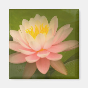 Imán Estados Unidos, Maryland, Westminster, Unión