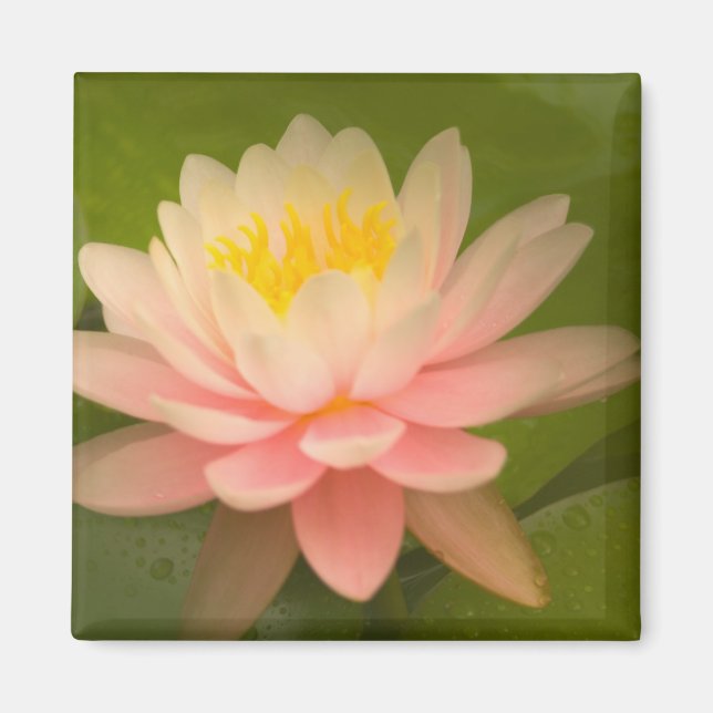 Imán Estados Unidos, Maryland, Westminster, Unión (Frente)