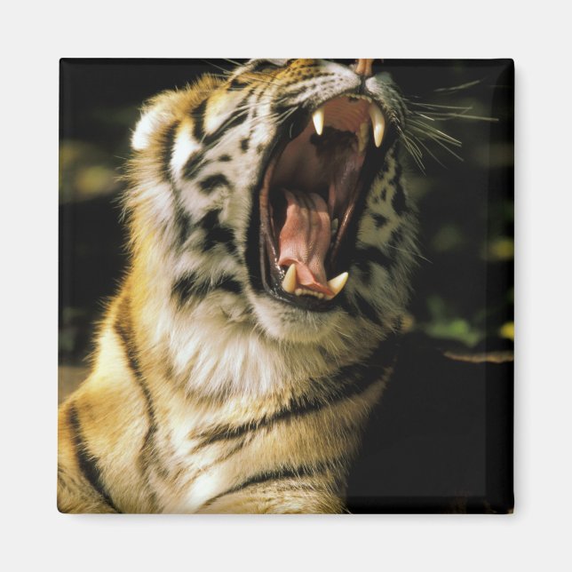 Imán Estados Unidos, Michigan, Detroit. Zoológico de De (Frente)