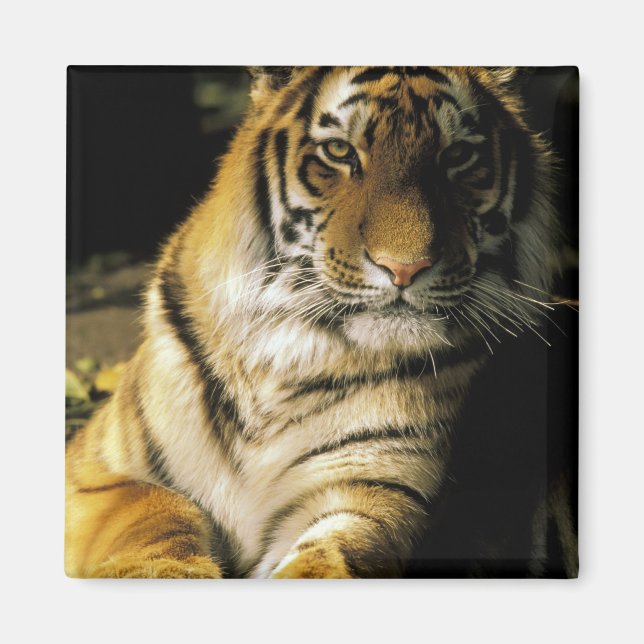 Imán Estados Unidos, Michigan, Detroit. Zoológico de De (Frente)