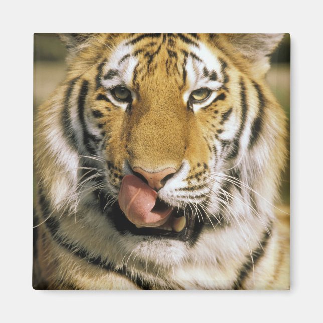 Imán Estados Unidos, Michigan, Detroit. Zoológico de De (Frente)