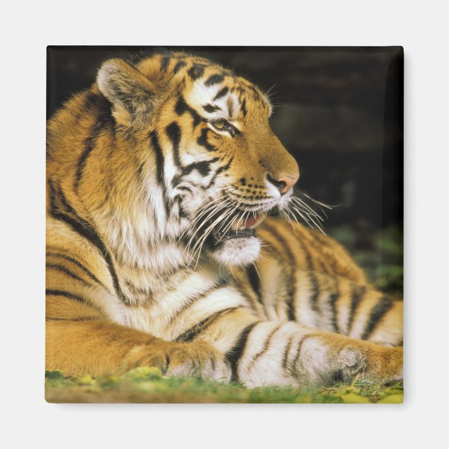 Imán Estados Unidos, Michigan, Detroit. Zoológico de De (Frente)