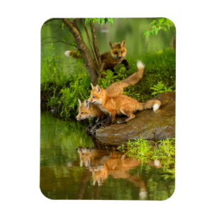 Imán Estados Unidos, Minnesota, Sandstone, Vida silvest