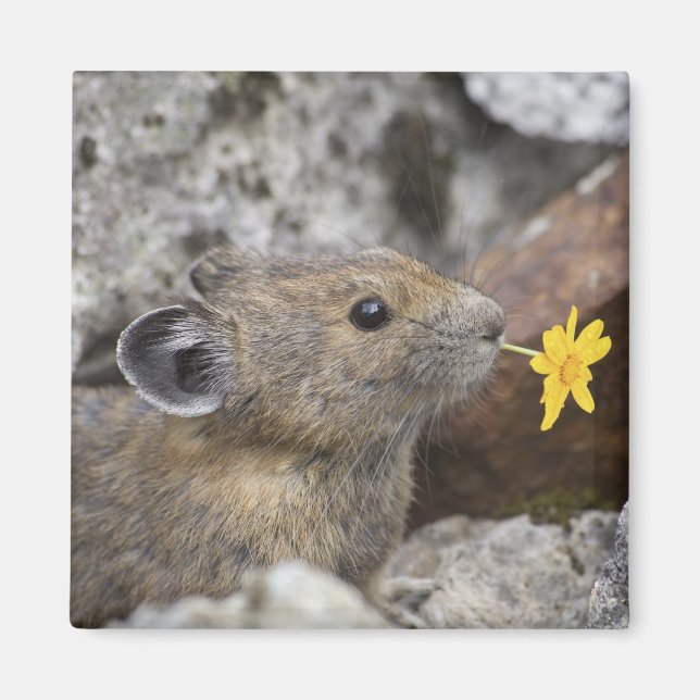 Imán Estados Unidos, Washington, North Cascades Nationa (Frente)