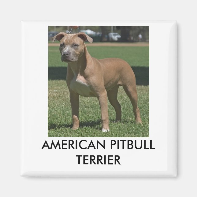 Imán estadounidense Pitbull Terrier (Frente)