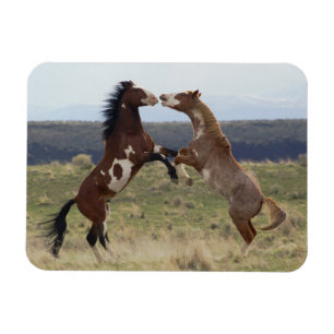 Imán Estalliones de combate, montañas de Steens, Oregón