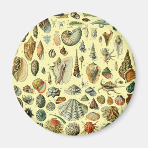 Imán Estampa vintage de conchas de Adolphe Millot Coste