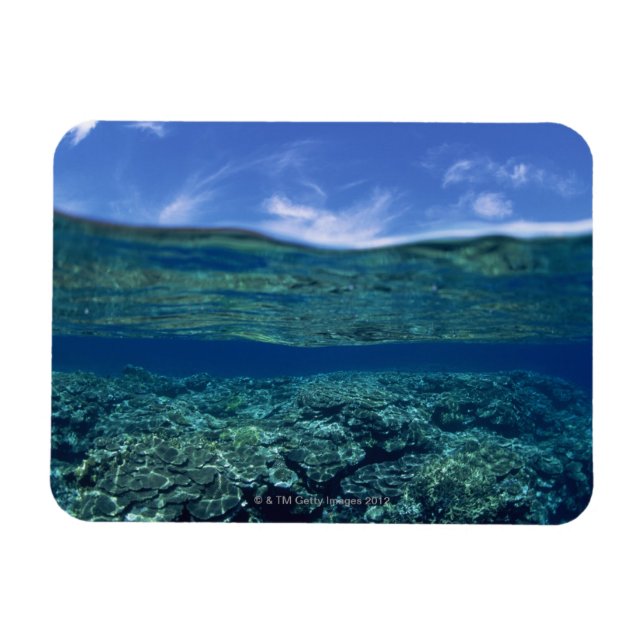 Imán Estanque de coral (Horizontal)