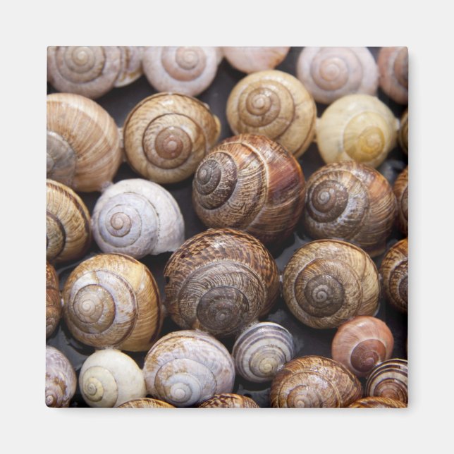 Imán Estanques de caracol (Frente)