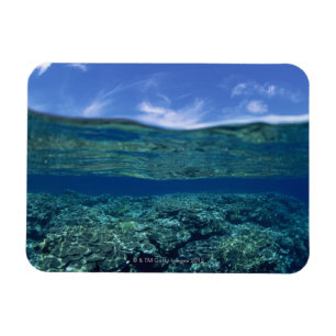 Imán Estante del coral