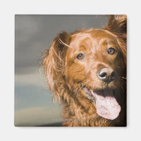 Este perro es parte del recuperador de oro.