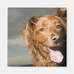 Imán Este perro es parte del recuperador de oro.