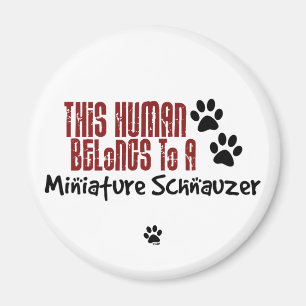 Imán Este ser humano pertenece a un Schnauzer miniatura