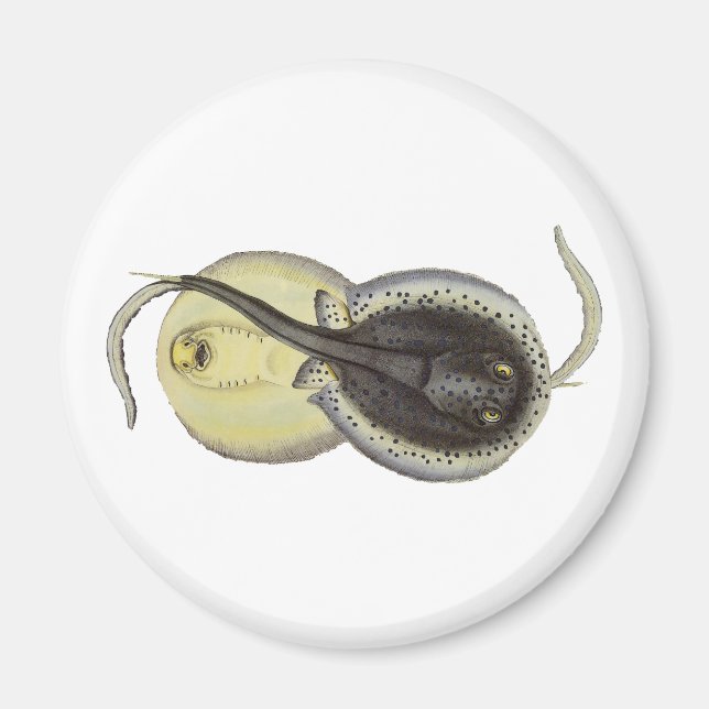 Imán Estingrays vitícolas, animales marinos oceánicos (Frente)