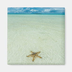 Imán Estrella de mar en aguas poco profundas, Palau