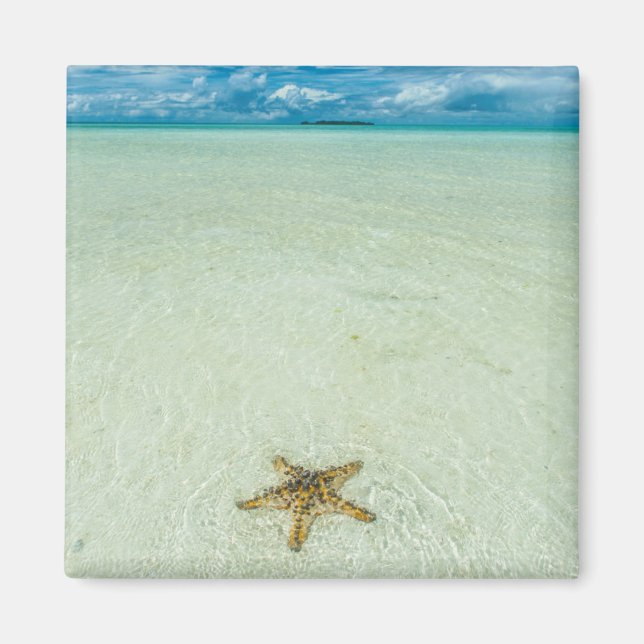 Imán Estrella de mar en aguas poco profundas, Palau (Frente)