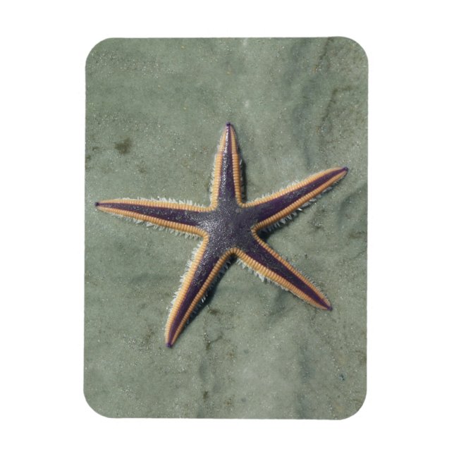 Imán Estrella de mar morada Starfish en la playa (Vertical)