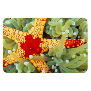 Imán Estrella de mar roja y amarilla