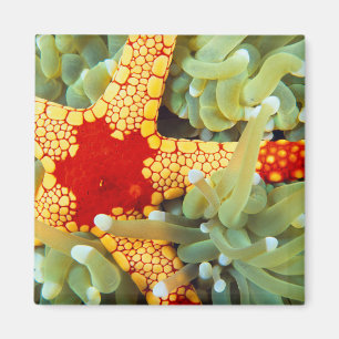 Imán Estrella de mar roja y amarilla