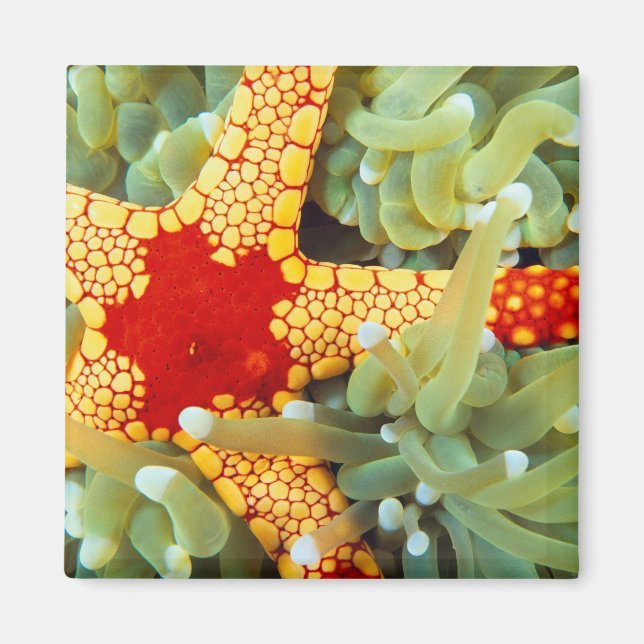 Imán Estrella de mar roja y amarilla (Frente)