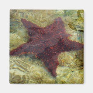 Imán Estrella de mar submarina en las Bahamas