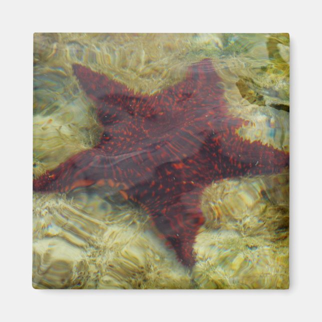Imán Estrella de mar submarina en las Bahamas (Frente)