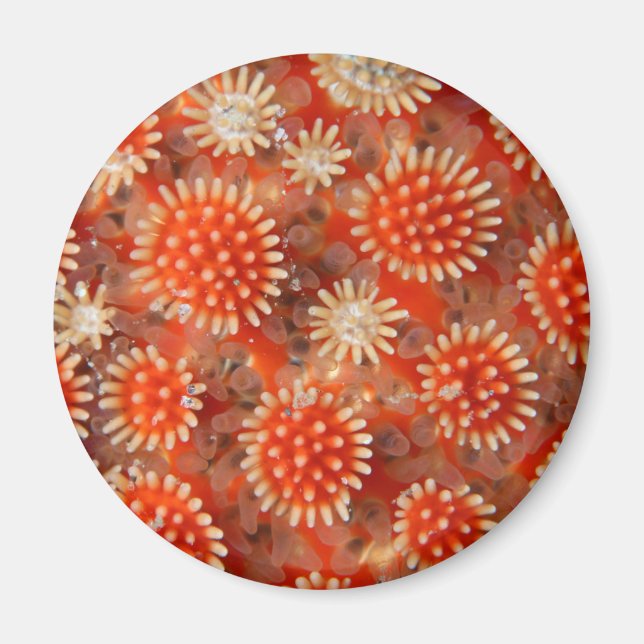 Imán Estrella del mar de macros (Frente)