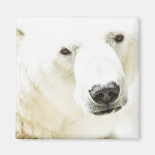 Imán Estrella helada de un oso polar