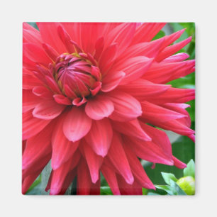 Imán Estrella Jardín Dahlia Magnet