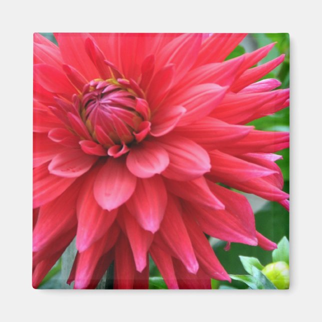 Imán Estrella Jardín Dahlia Magnet (Frente)