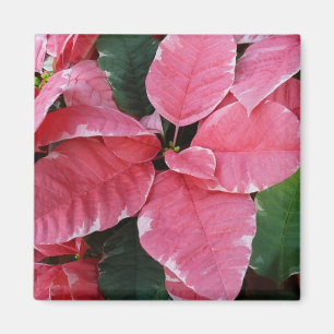 Imán Estrella plateada de mármol Poinsettias Flor de va