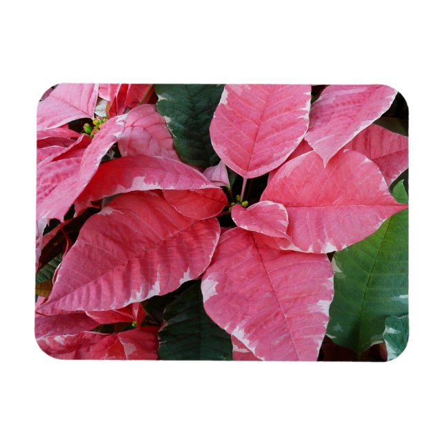 Imán Estrella plateada de mármol Poinsettias Flor de va (Horizontal)