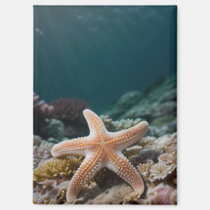 Imán Estrellas de mar en el mar profundo