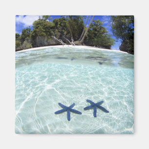 Imán Estrellas de mar, Islas Rock, Palau 2