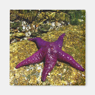 Imán Estrellas de mar púrpuras