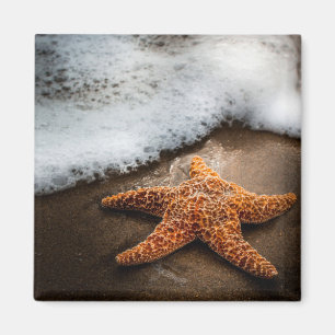 Imán Estrellas de mar solas en la playa