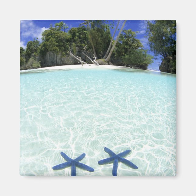 Imán Estrellas marinas, Islas de Rock, Palau (Frente)