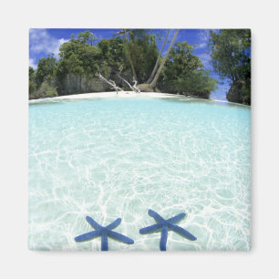 Imán Estrellas marinas, Islas Rock, Palau