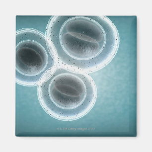 Imán Estructura de MRSA